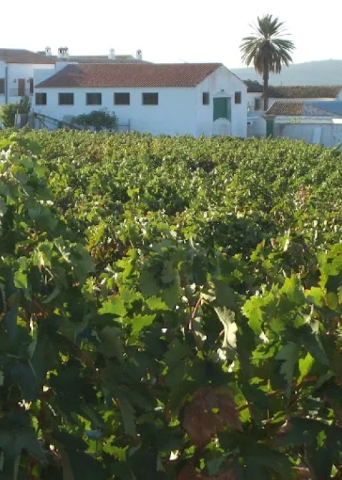 Cortijo el Patriarcal